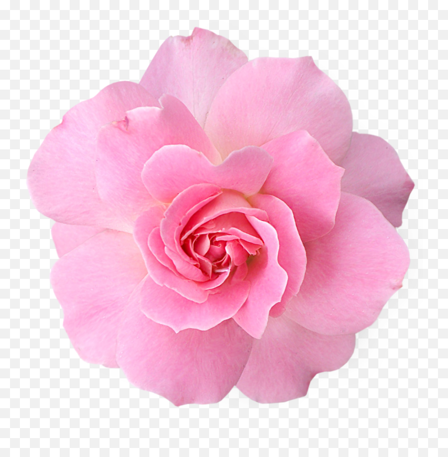 Aesthetic Transparent Pink Flower Png - Largest Wallpaper Portal Emoji,Japanese Flower Emoticon Tumblr