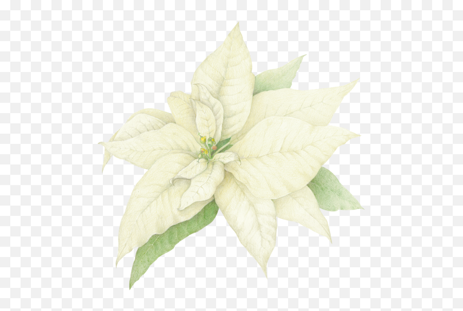 Christmas Poinsettia - Nightshade Emoji,Poinsettia Emoji