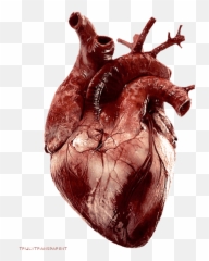 Top Kevin Hart Let Me Explain Help Me - Muscle Of The Heart Different From Other Muscles Emoji,Kevin Hart Emoji