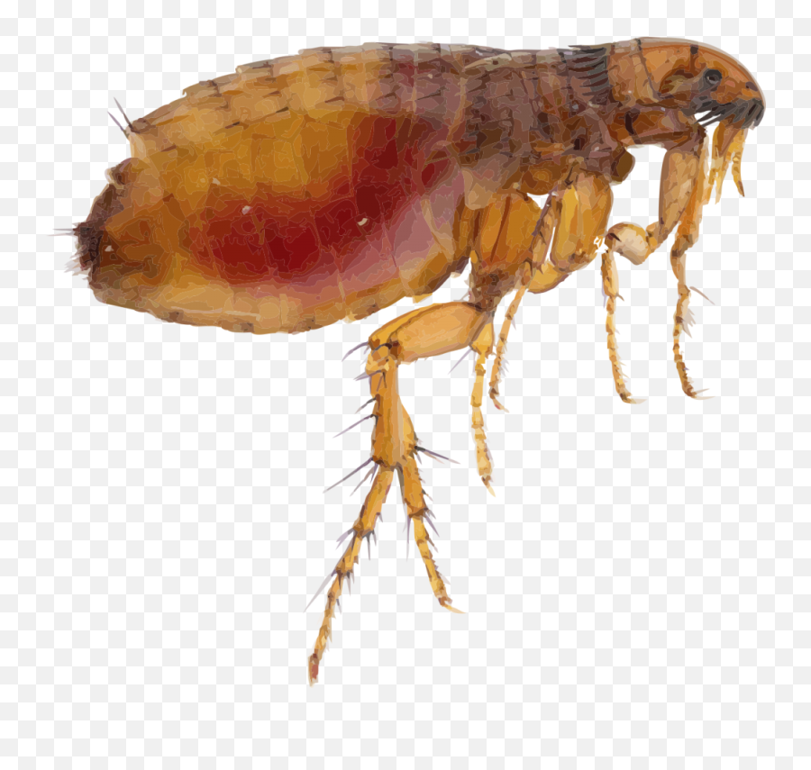 Flea Png Images Transparent Background - Flea Png Emoji,Flea Emoji