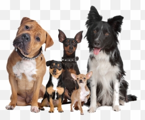 Home - September Dogs Emoji,Canine Emotions