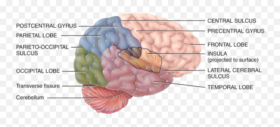 Central Nervous System Diagram - Part Of The Brain Receives Sensory Information F Emoji,Neural Centers In The Limbic System Linked To Emotion