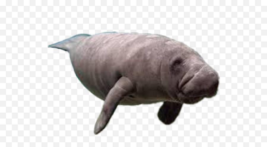 Manatee Sticker - Manatee Transparent Background Emoji,Manatee Emoji