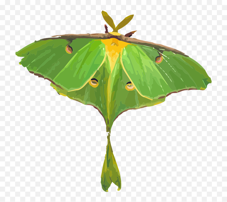 Th Words Baamboozle - Clipart Luna Moth Emoji,Emoji Mariposa