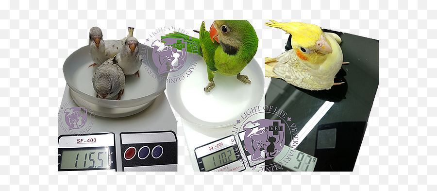 The Parrots Light Of Life Veterinary Clinic Bedok Reservoir - Weighing Scale Emoji,Parott's Emotions