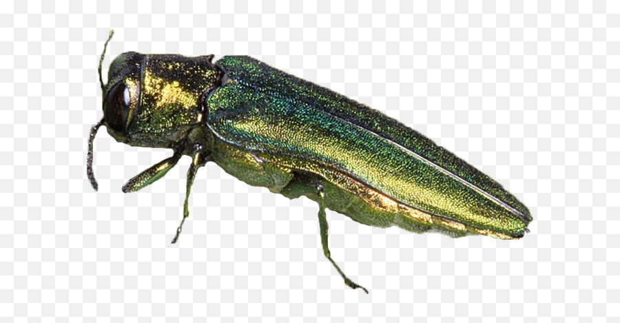 Emerald Ash Borer Confirmed In Golden Valley New Hope - Emerald Ash Borer Ut Emoji,Large Emoticons Adult