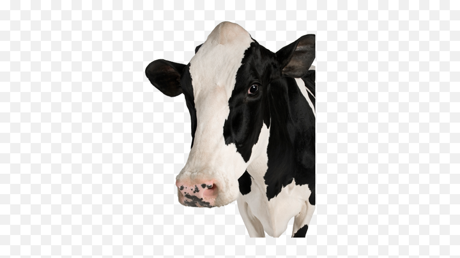 Cow Png Transparent Image U2013 Png Lux Emoji,Cow Emojis Png