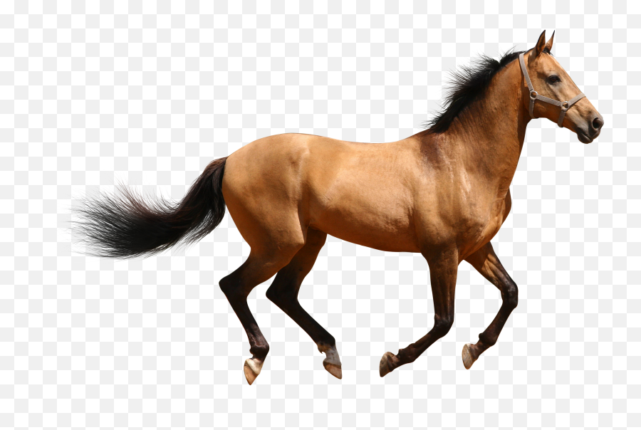 Free Horse Wall Paper Posted - Horse Png Transparent Emoji,Horse Emotions Printable Encyclopedia