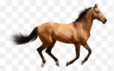 Free Horse Wall Paper Posted - Horse Png Transparent Emoji,Horse Emotions Printable Encyclopedia