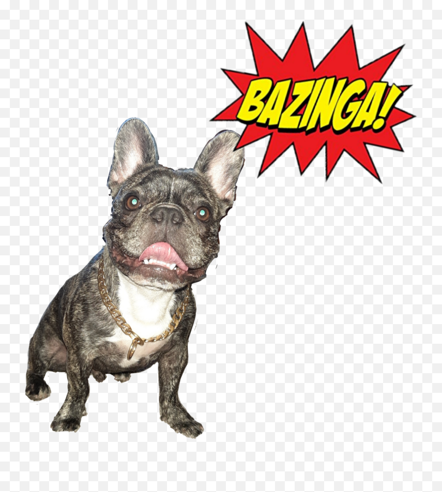 The Most Edited Bazinga Picsart Emoji,Emoticon French Bulldog