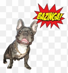 The Most Edited Bazinga Picsart Emoji,Emoticon French Bulldog