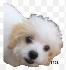 My Stickers By You - Sticker Maker For Whatsapp Emoji,Bichon Emoji