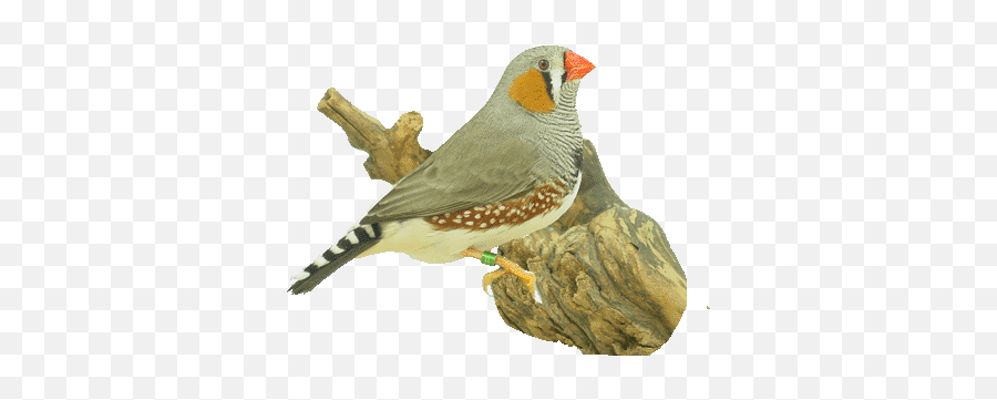 Bird Graphics Zebra Finch 350370 Bird - Zebravink Gif Emoji,Finch Emoticons