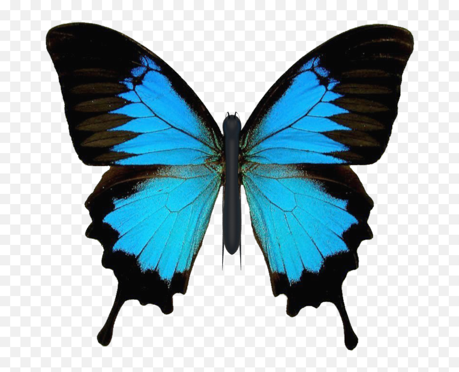 Marius Nyberg Portfolio - Blue Mountain Swallowtail Butterfly Emoji,Night Moves Colored Emotions Rar