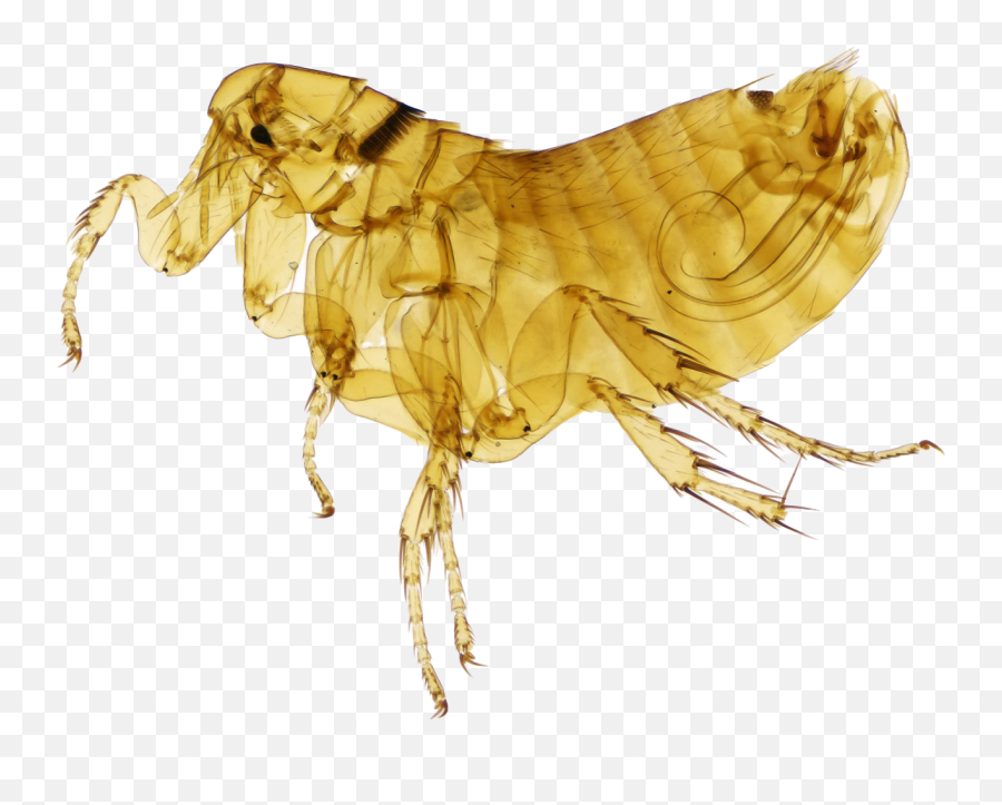 Flea Png Images Transparent Background - Flea Emoji,Flea Emoji