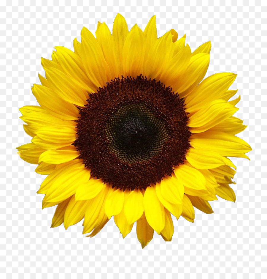 Png Maravilla Yellow And Nature - Image 7140088 On Favimcom Sunflowers Png Emoji,Yellow Flower Emoji