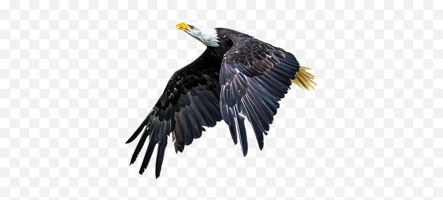 Free Bald Eagle Bird Photos - Can Fly Animals Name List Emoji,The Emotions Of Eagles