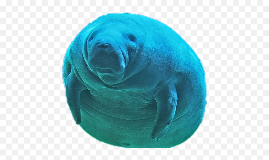 Manatee Sticker - Manatee Meme Emoji,Manatee Emoji