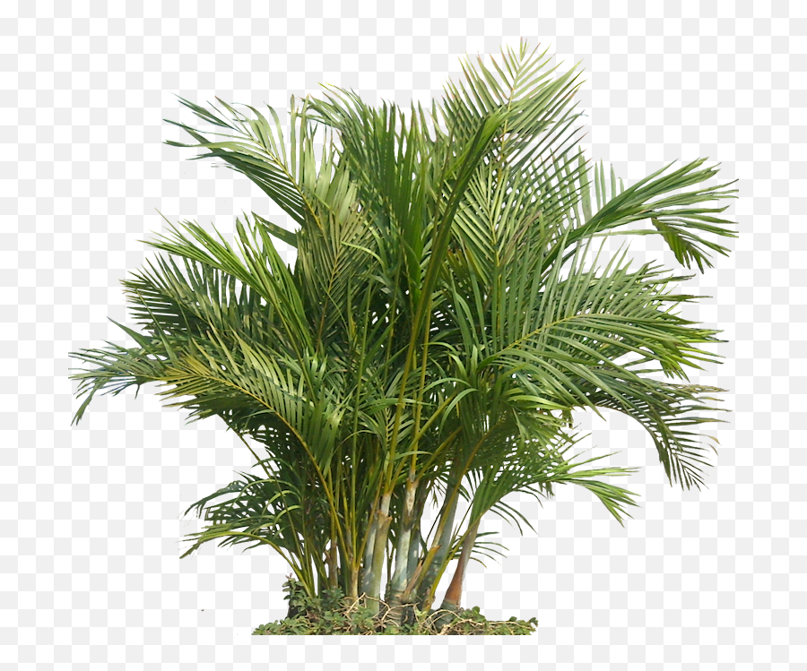 Download Free Png Palm Plant Png The Areca Palm 43060 - Tropical Plansts Png Emoji,Download Emoji For Palm Trees