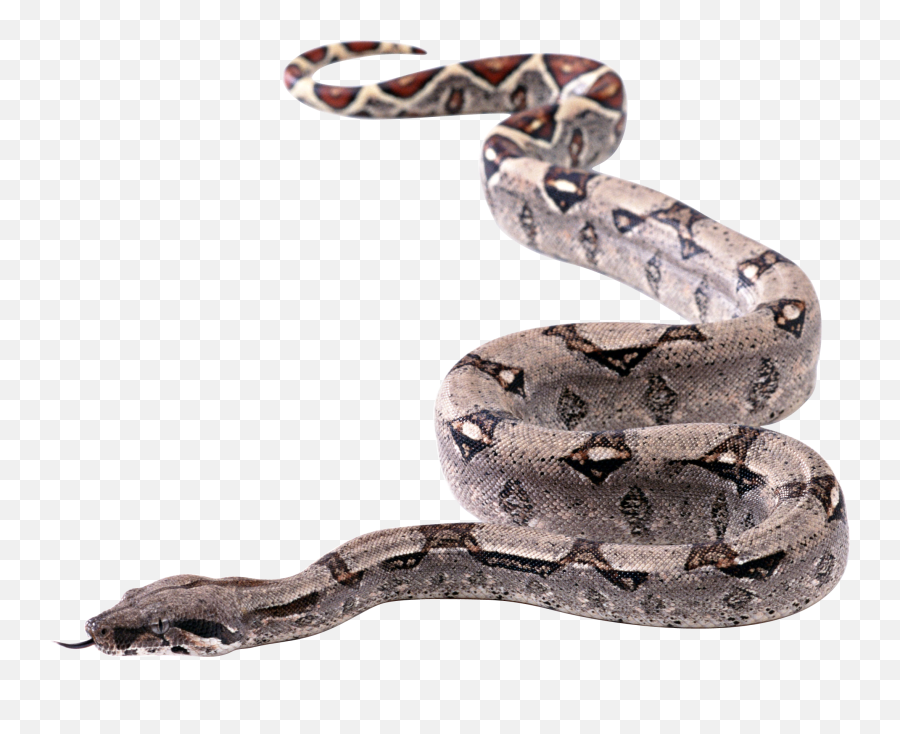 Snake Png - Snake Transparent Background Emoji,Daredevil Emoticons