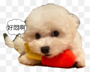Jojo Sticker Pack - Stickers Cloud Emoji,Bichon Emoji