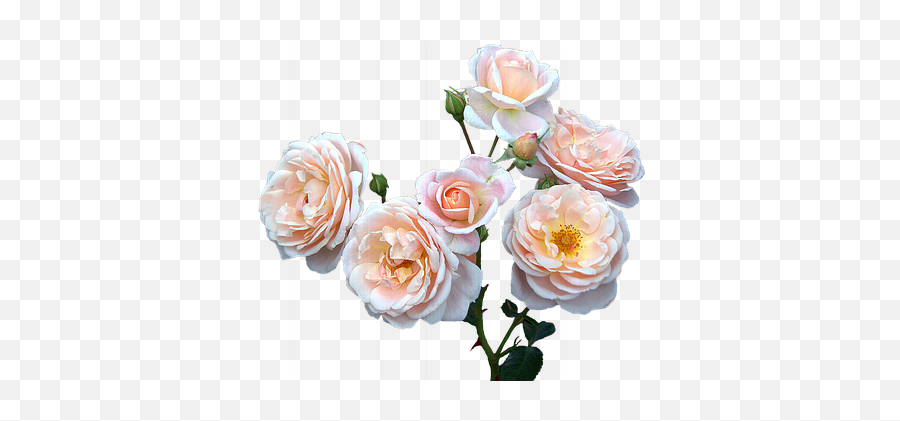 Day Rose Rose Illustrations - Flowers For Moms Day Transparent Emoji,Blue Emotion Rose
