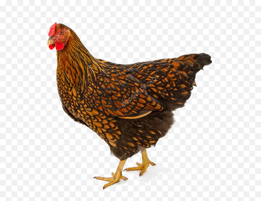 Chickens - Bébé Wyandotte Golden Laced Emoji,Cornish Cross Chicken Emotions