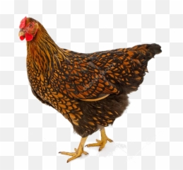 Chickens - Bébé Wyandotte Golden Laced Emoji,Cornish Cross Chicken Emotions