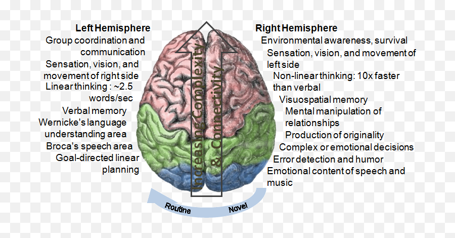 Different Brains Different Learning - Brain Hemisphere Lateralization Emoji,Left Brain Right Emotions