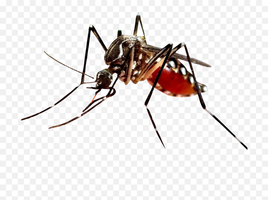The Most Edited - Mosquito Png Transparent Background Emoji,Miquito Emoji