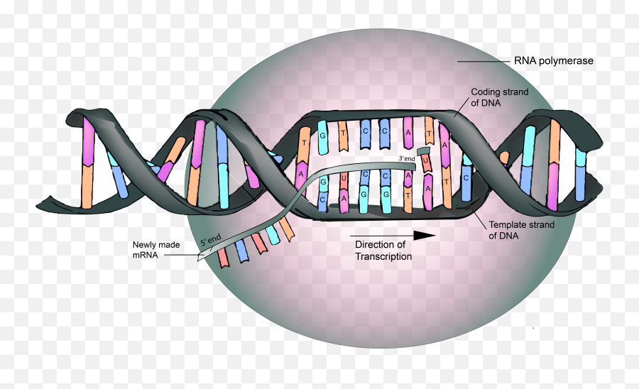 5 - Dna Template Emoji,Emoticon Dna Strand