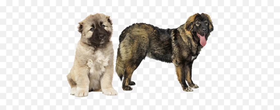 Breed - Caucasian Ovcharka Dog Emoji,Caucasian Mountain Shepherd Puppy Emoticon