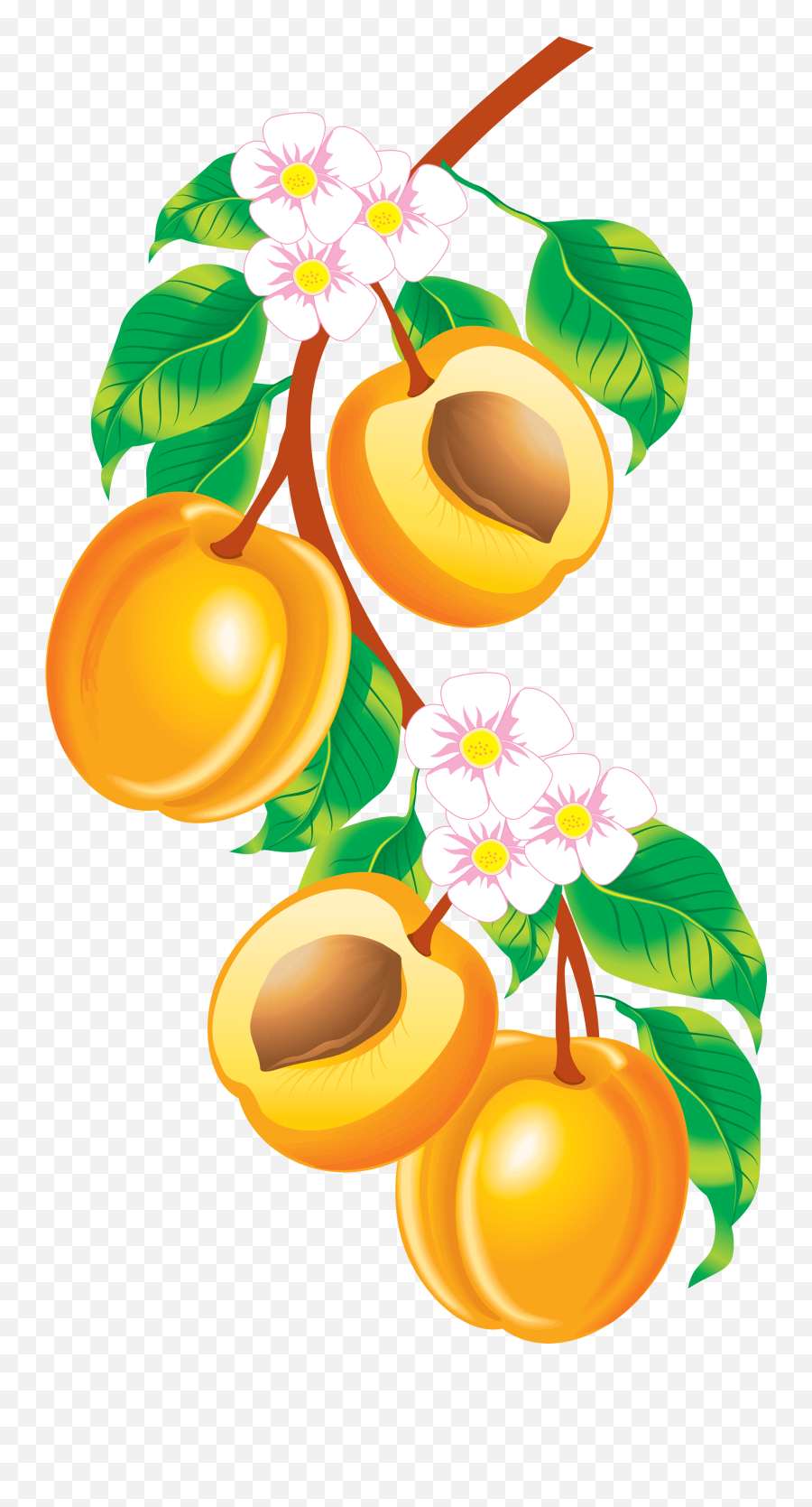 Peach Png Transparent - Apricot Vector Png Free Emoji,Peachy Emojis