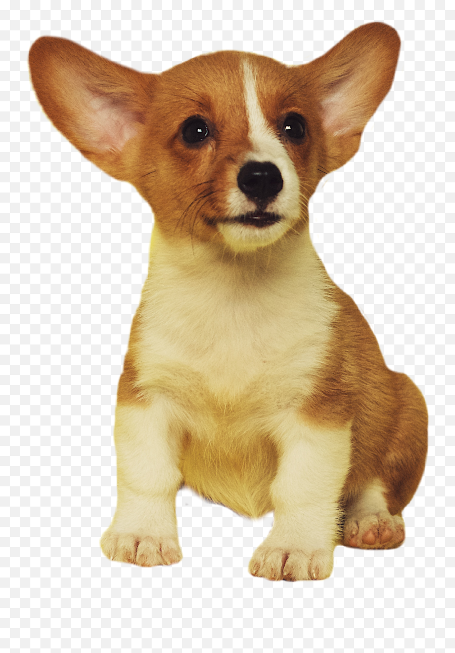 The Most Edited - Dog Emoji,Corgi Emoticon Set