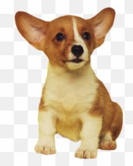 The Most Edited - Dog Emoji,Corgi Emoticon Set