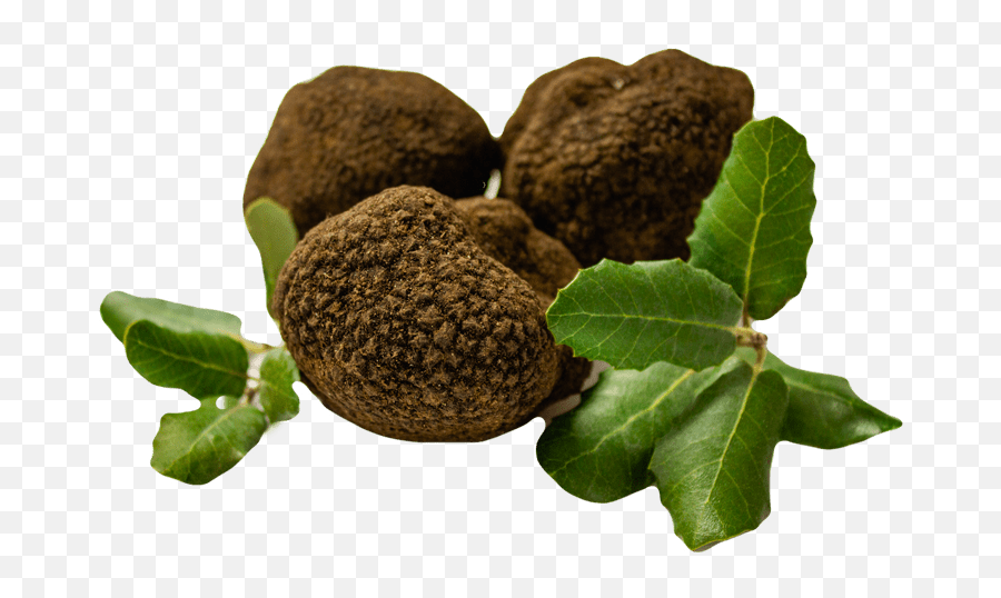 Home - Black Truffle Universe Emoji,Emotions Towards A Fruit