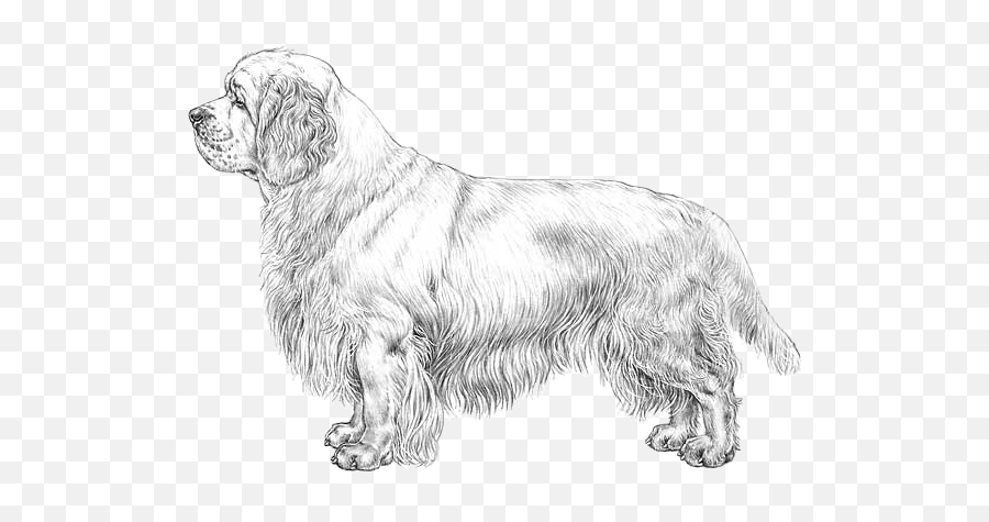 Clumber Spaniel - Pedigree Breeds Dogwellnet Emoji,Cocker Spaniel Emojis For Messenger