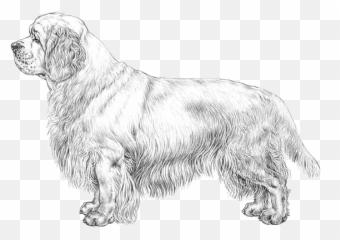 Clumber Spaniel - Pedigree Breeds Dogwellnet Emoji,Cocker Spaniel Emojis For Messenger