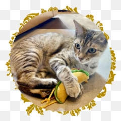 Home - Purrr Emoji,Cat Showing Emotion