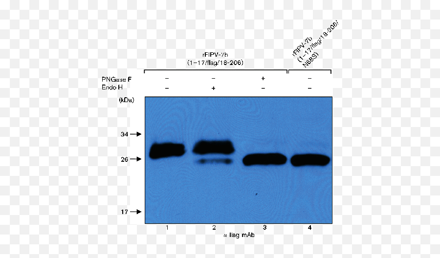 Identification And Characterization Of A Golgi Retention Emoji,Nygen Cat Emoticon Gooogle