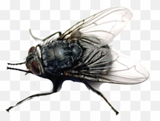 Flies Fliege Sticker - Tausend Fliegen Können Nicht Irren Emoji,Flies Emoji