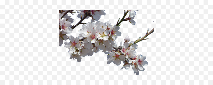 Cherry Png And Vectors For Free Download - Dlpngcom Cherry Blossom Bush Transparent Emoji,Cherry Flower Japan Emoji