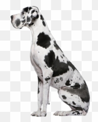 Dane Dog Dane Puppies Great Dane Puppy - Great Dane Emoji,Canine Emotions