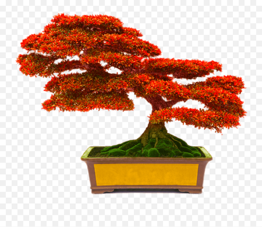 Beautiful Multicolored Red Green Yellow - Bonsai Png Emoji,Bonsai Emoji