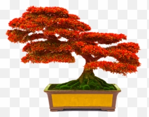 Beautiful Multicolored Red Green Yellow - Bonsai Png Emoji,Bonsai Emoji