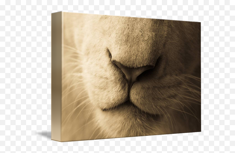 Lion Park - Lion Emoji,Lion Showing Emotion