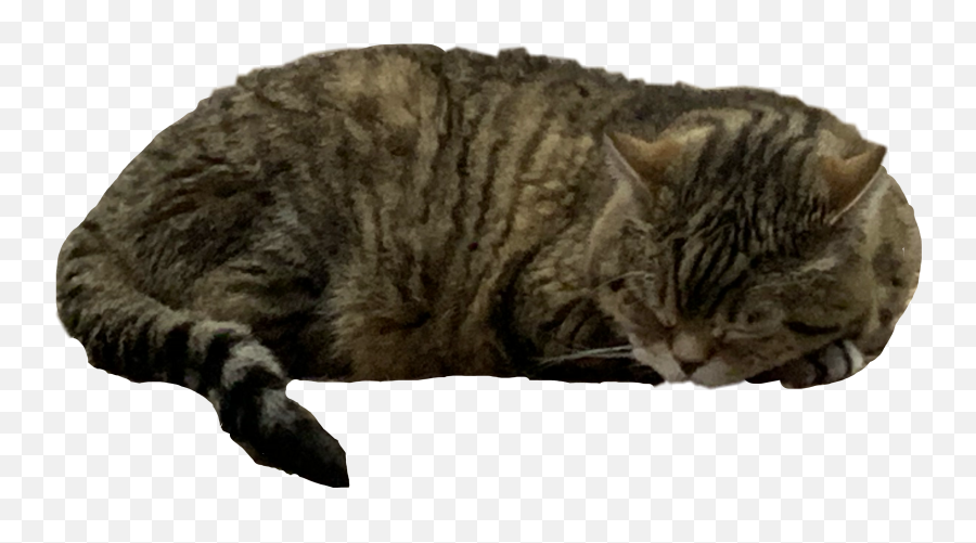 Cat Sleepingcat Sleep Sticker By Antiadminxd - Domestic Cat Emoji,Sleeping Cat Emoji