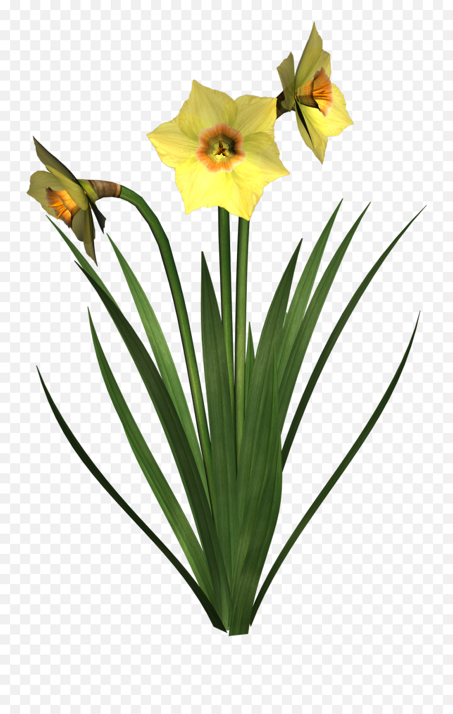 Daffodil Clipart Leek Daffodil Leek - Background Photo Flowers Plant Emoji,Leek Emoji