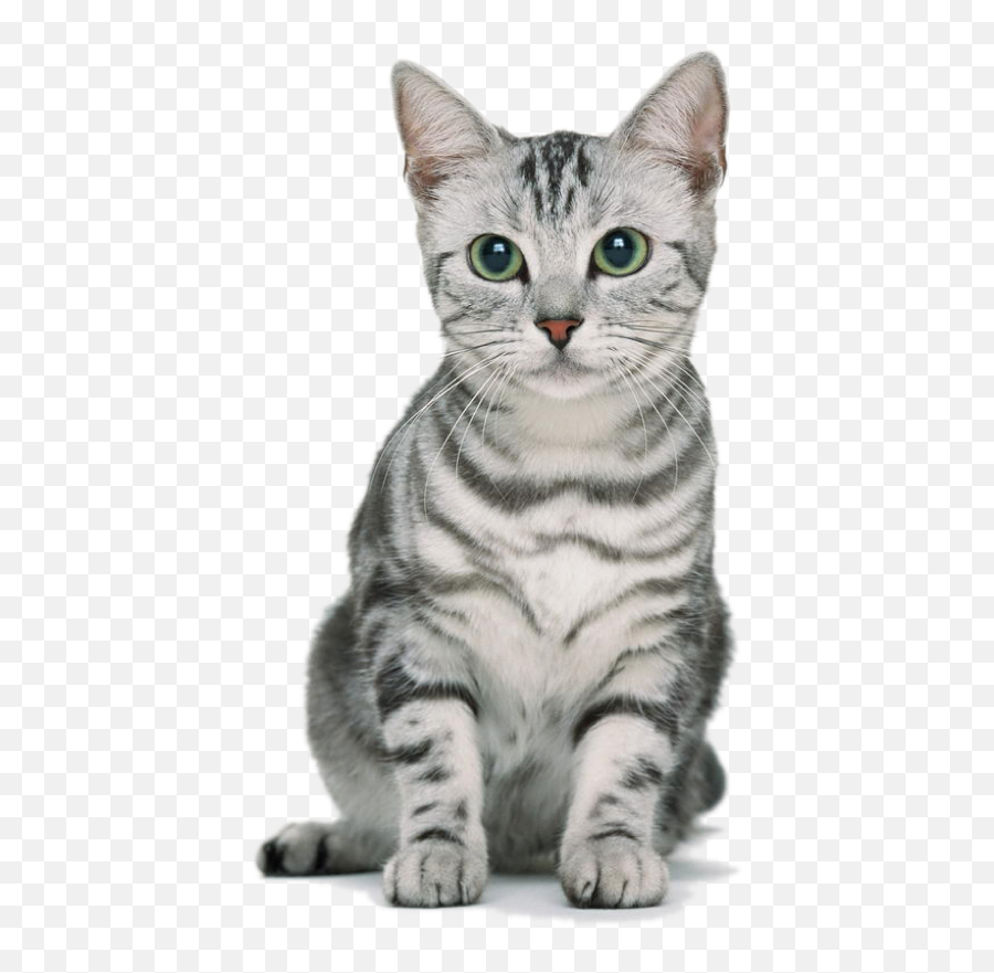 Cat Emoji Real - Gatos Blancos Con Rayas Negras,Cats Emoji