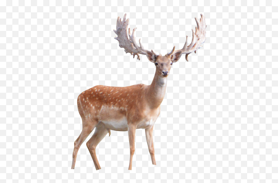 Latest - Free Png Images Starpng Emoji,Emoji Buck Animal